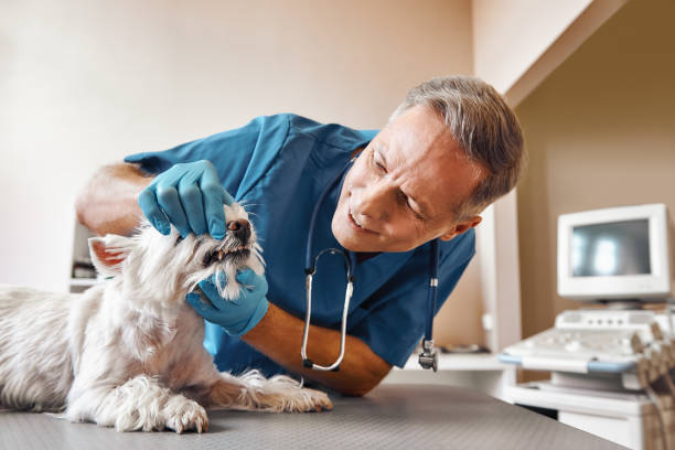 Best Emergency Treatment for Dental Infections or Abscesses in Memphis, TX